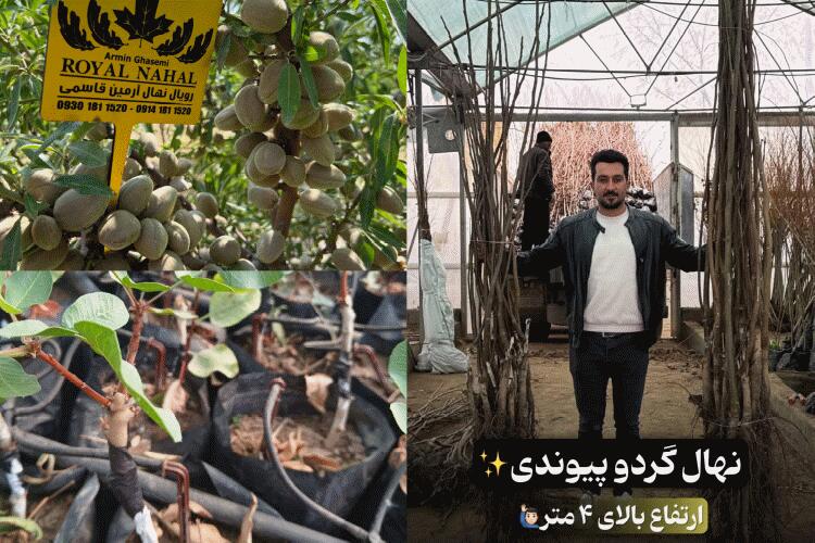 رویال نهال، مرکز تولید و فروش نهال های مثمر و غیر مثمر و ارسال به سراسر کشور