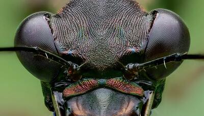 یکی از سریع‌ترین و خطرناک‌ترین حشرات جهان / آنقدر سریع است که برای لحظاتی کور می شود! (+عکس)