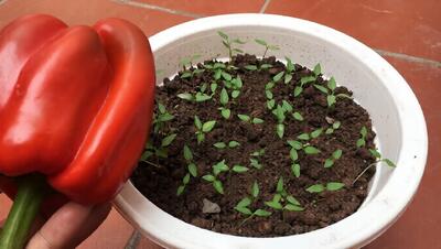نحوه کاشت فلفل دلمه ای در خانه / فلفل ارگانیک خانگی درگلدان