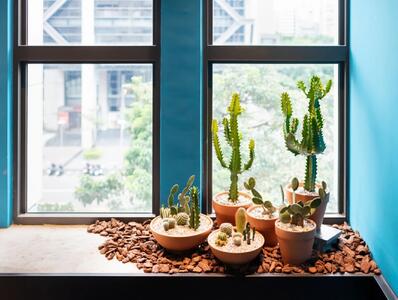 ۱۰ مدل از بهترین کاکتوس های آپارتمانی