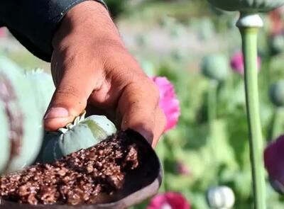 تأکید یک نماینده مجلس بر قانونمند شدن کشت خشخاش