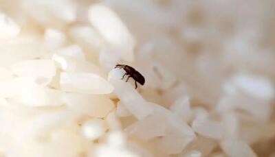 خداحافظی با مهمانان ناخوانده غلات؛ راهنمای جامع شناسایی و نابودی سوسک برنج!