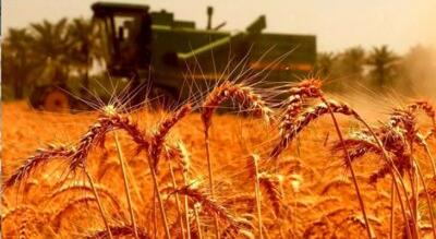 تقویت مقاومت محصولات کشاورزی؛ استان مرکزی پیشرو در استفاده از بذر گواهی‌ شده