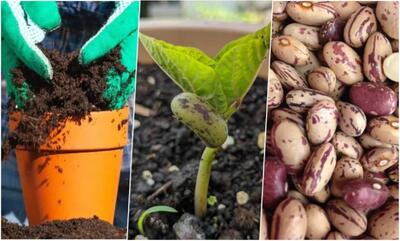 راهنمای کاشت لوبیا چیتی در گلدان برای مدرسه