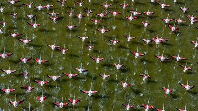 فیلم / حال خوش مهاجران در میانکاله