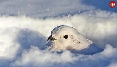 این حیوانات در زمستان «سفید» می‌شوند
