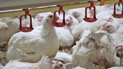 ساخت جایگزین طبیعی آنتی‌بیوتیک برای مرغداری‌ها