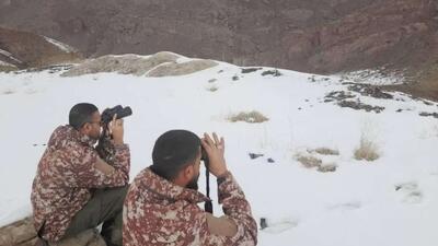 نقش کلیدی سرشماری حیات وحش در مدیریت و حفاظت زیستگاه‌ها در ایران