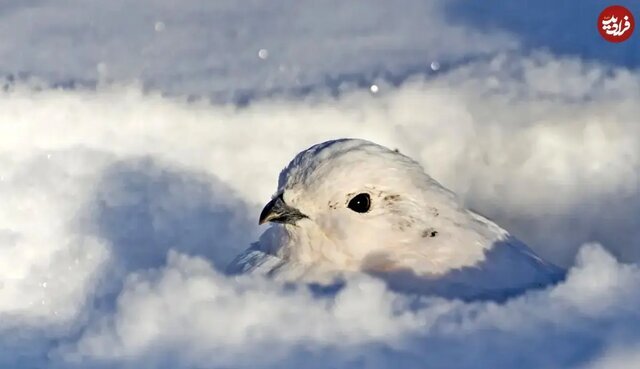 این حیوانات در زمستان «سفید» می‌شوند
