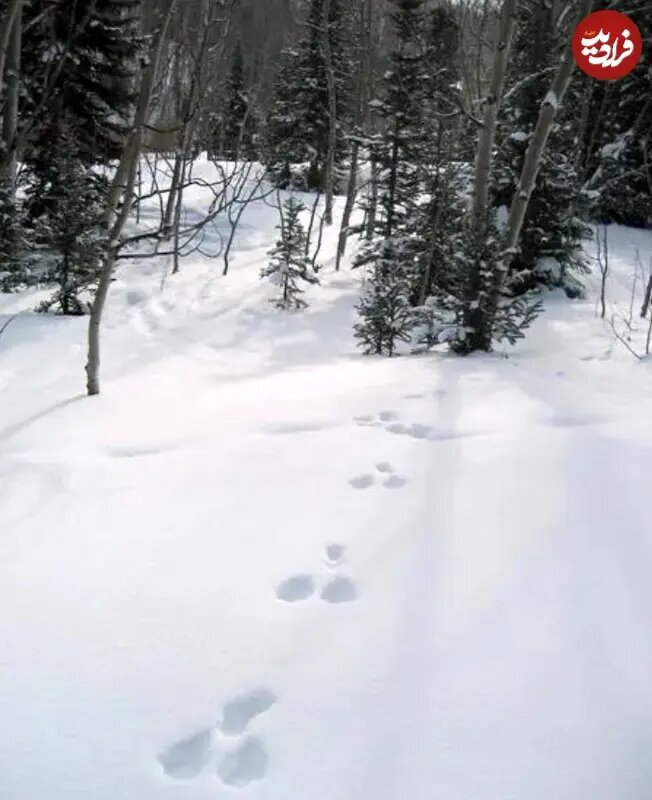 این حیوانات در زمستان «سفید» می‌شوند